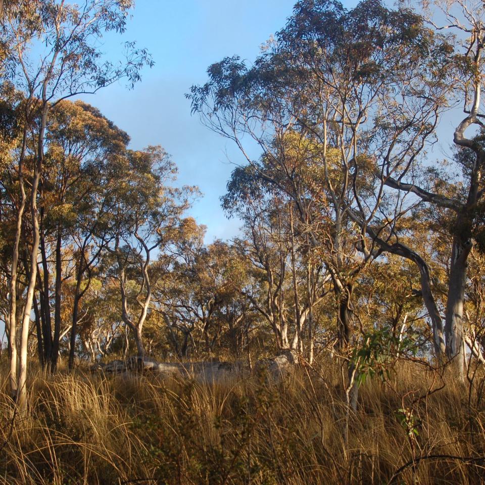 Box Gum Woodland near Cullen Bullen