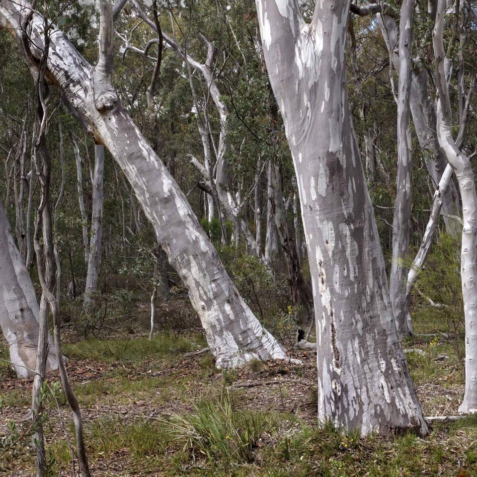 Scribbly Gums near Cullen Bullen